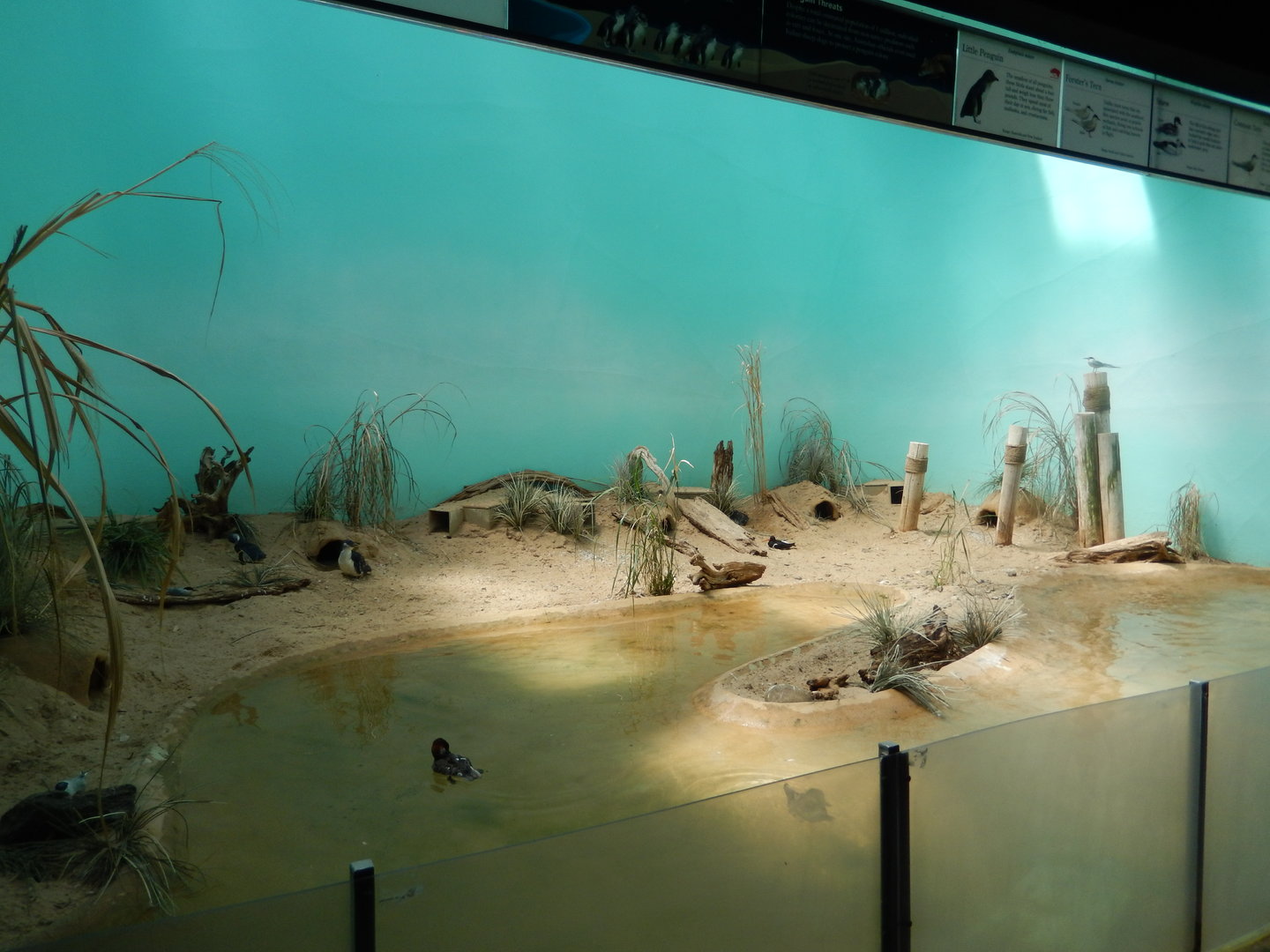 8/12/2022 - Bird Exhibit