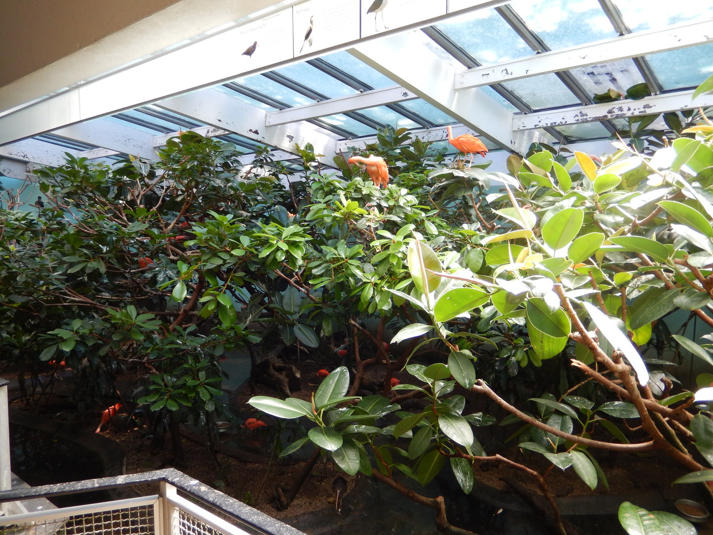 8/12/2022 - Bird Exhibit