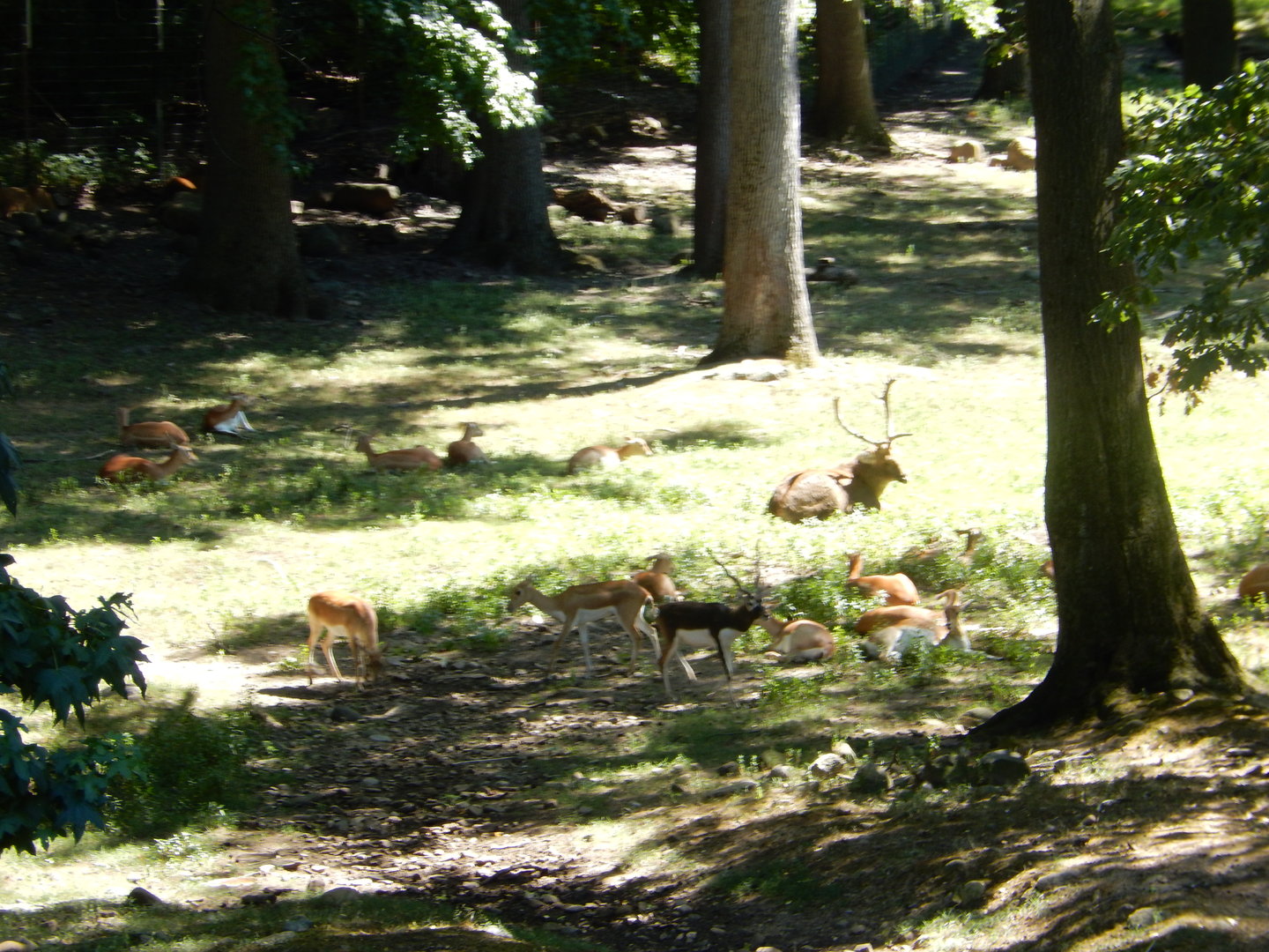 8/12/2022 - Blackbuck & Indian Chital(?)