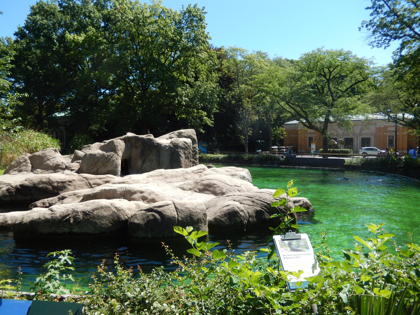 8/12/2022 - California Sea Lion Pool