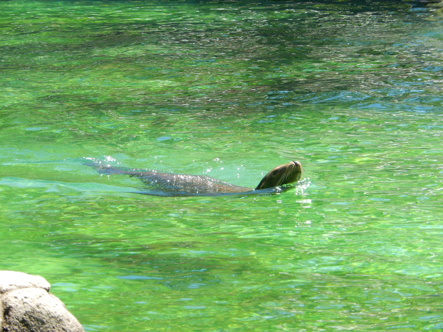 8/12/2022 - California Sea Lion