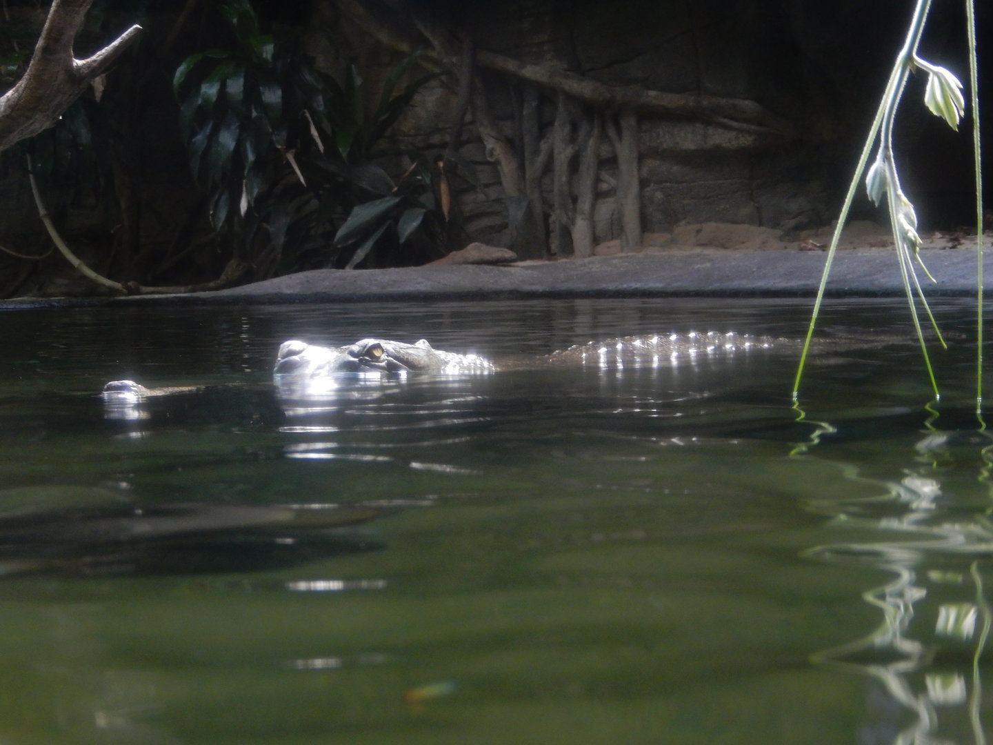 8/12/2022 - Calm Water, Silent Lurker