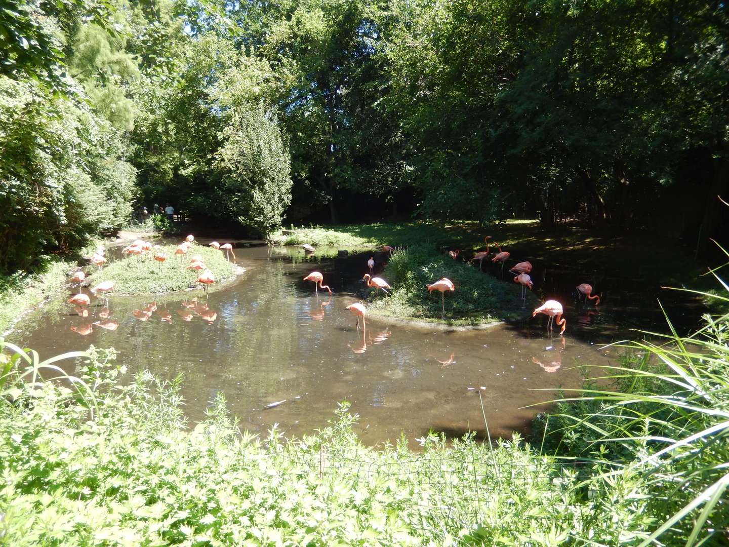 8/12/2022 - Caribbean Flamingo Pond