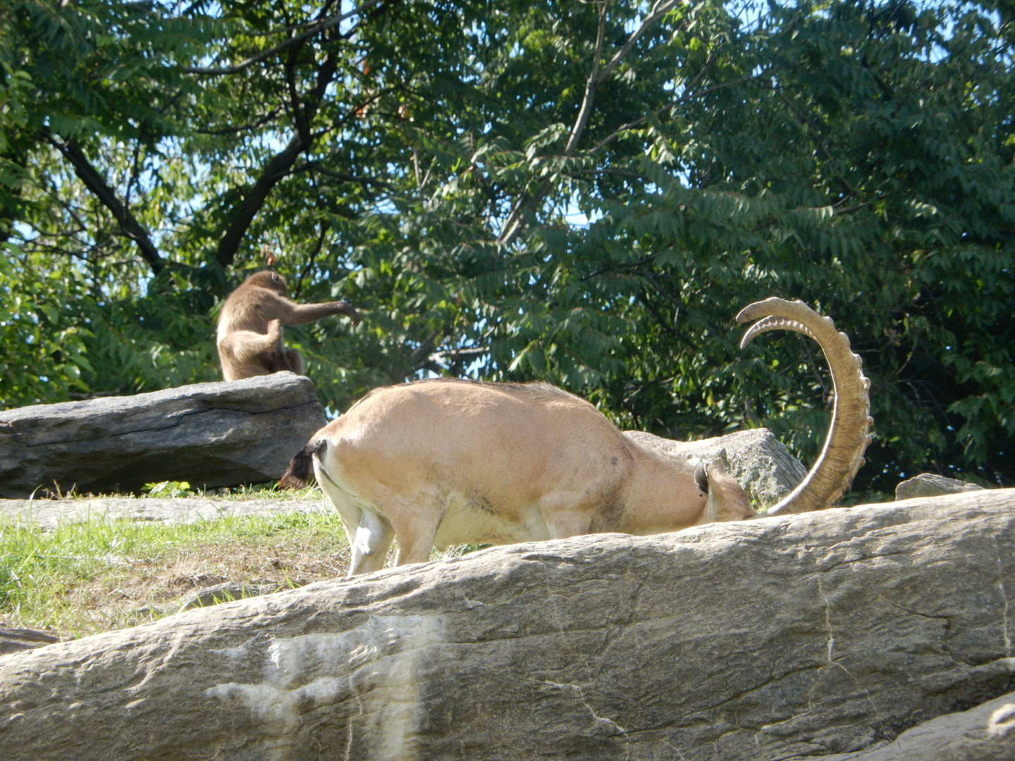 8/12/2022 - Co-Rulers of Gelada Reserve