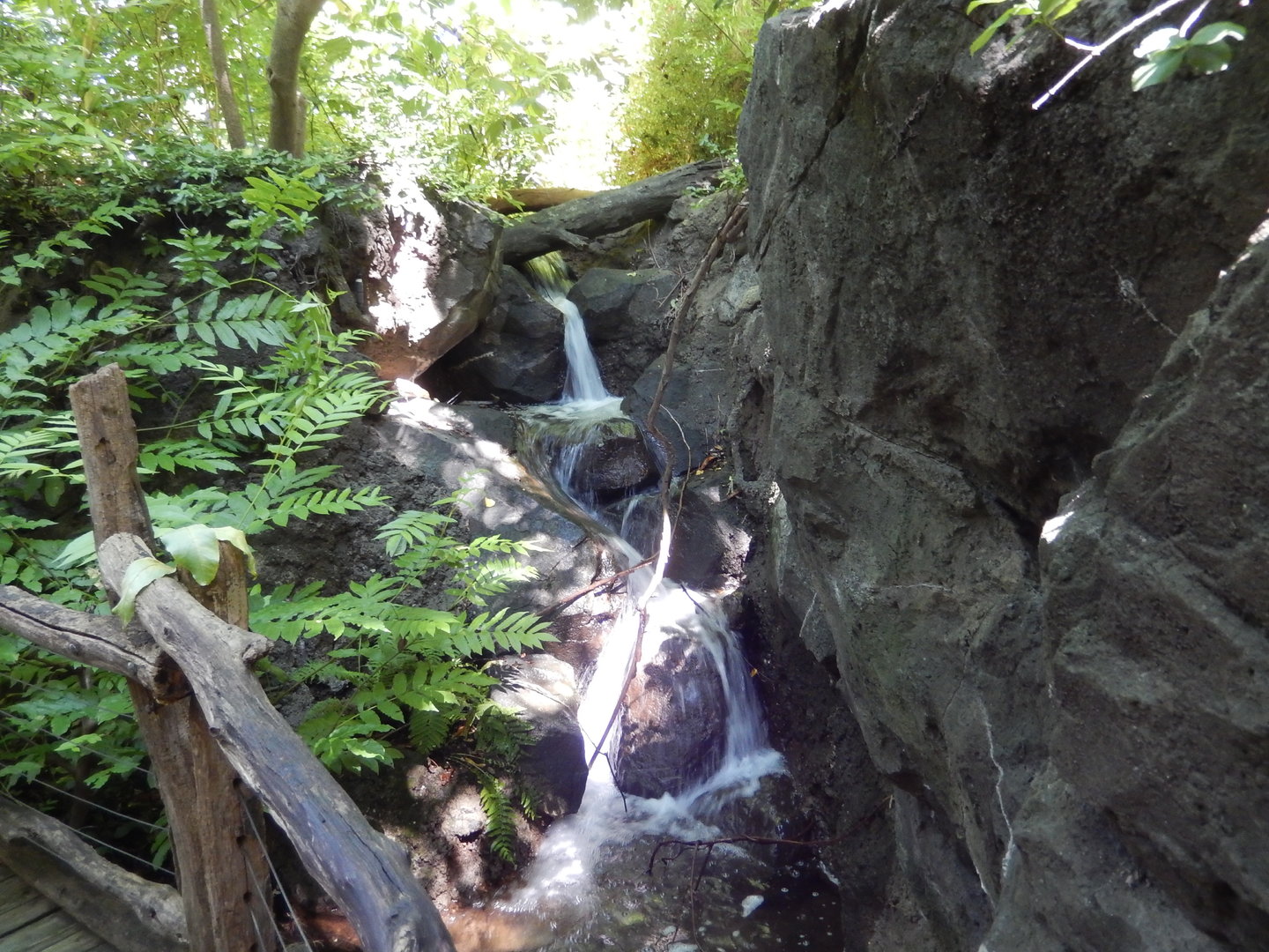 8/12/2022 - Congo Gorilla Forest - Stream