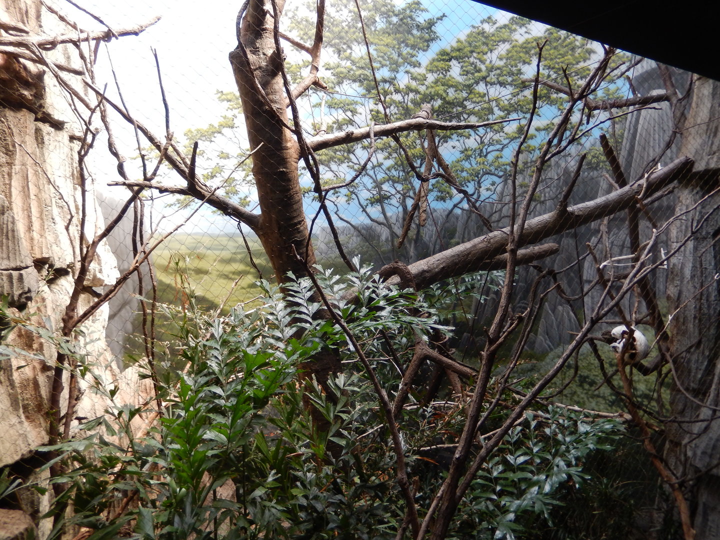 8/12/2022 - Coquerel's Sifaka Habitat