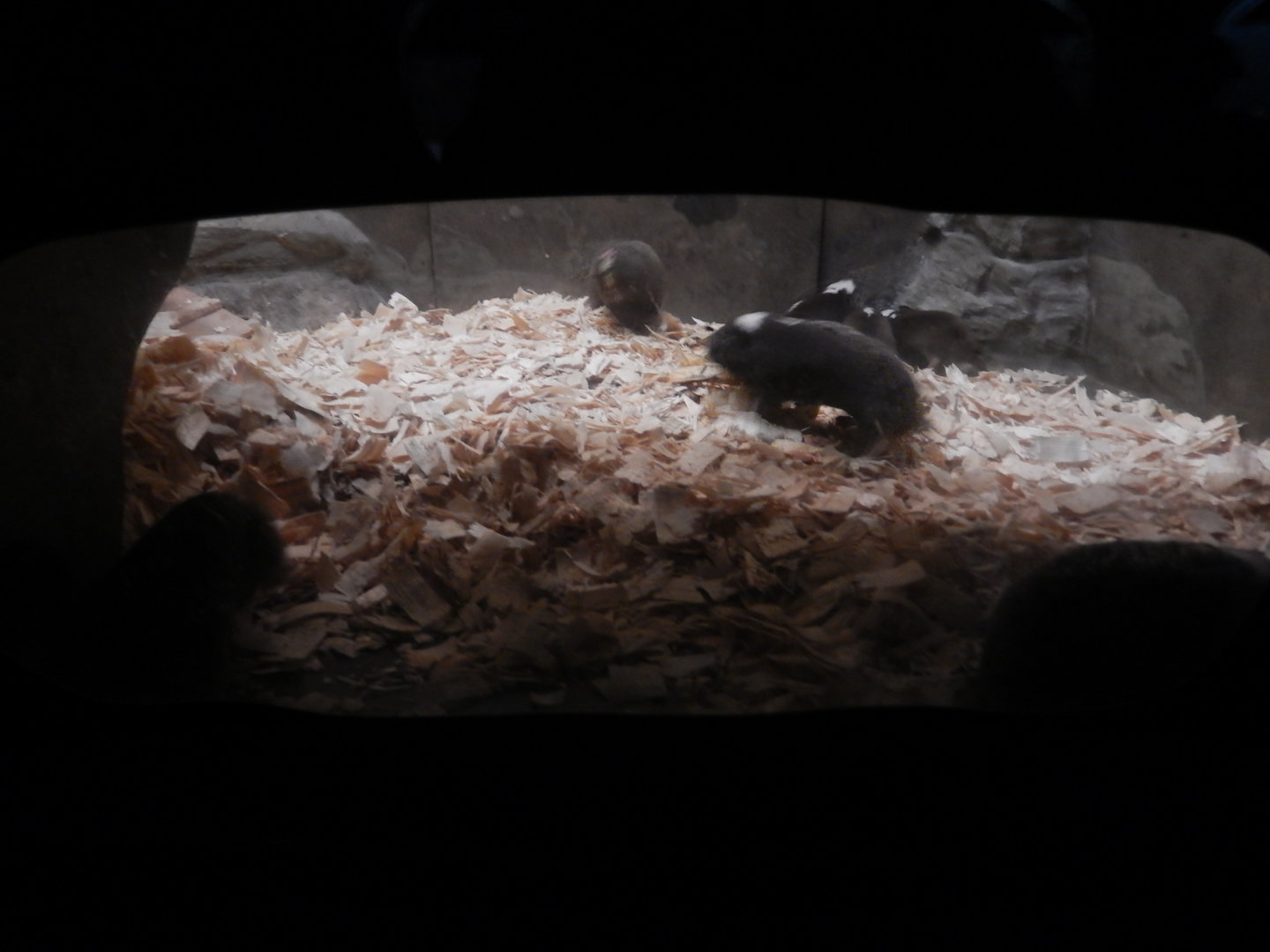 8/12/2022 - Damaraland Mole Rats