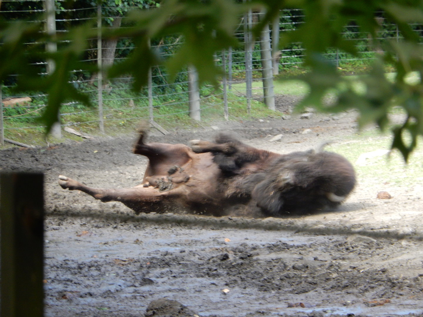 8/12/2022 - Dust Bath