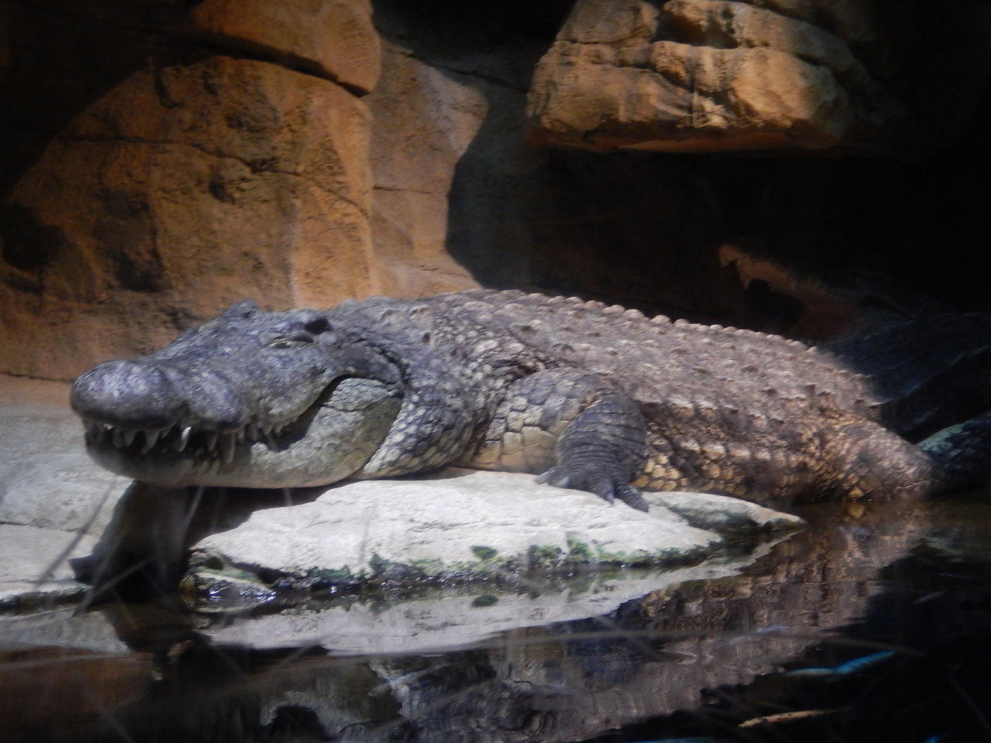 8/12/2022 - Enormous Nile Crocodile