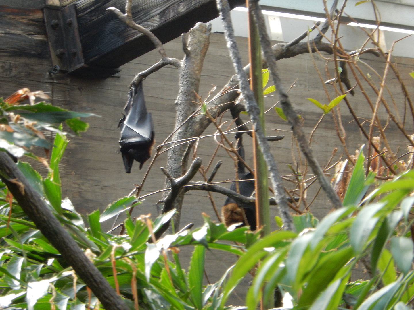 8/12/2022 - Fruit Bats