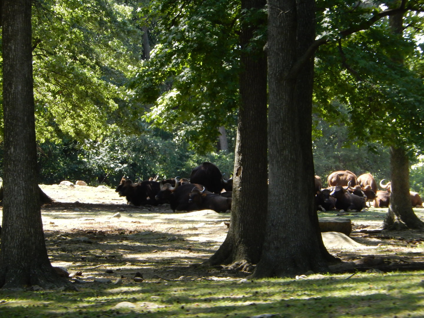 8/12/2022 - Gaur Herd
