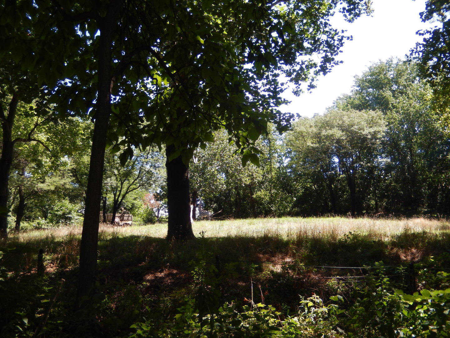 8/12/2022 - Giraffe & Ostrich Habitat