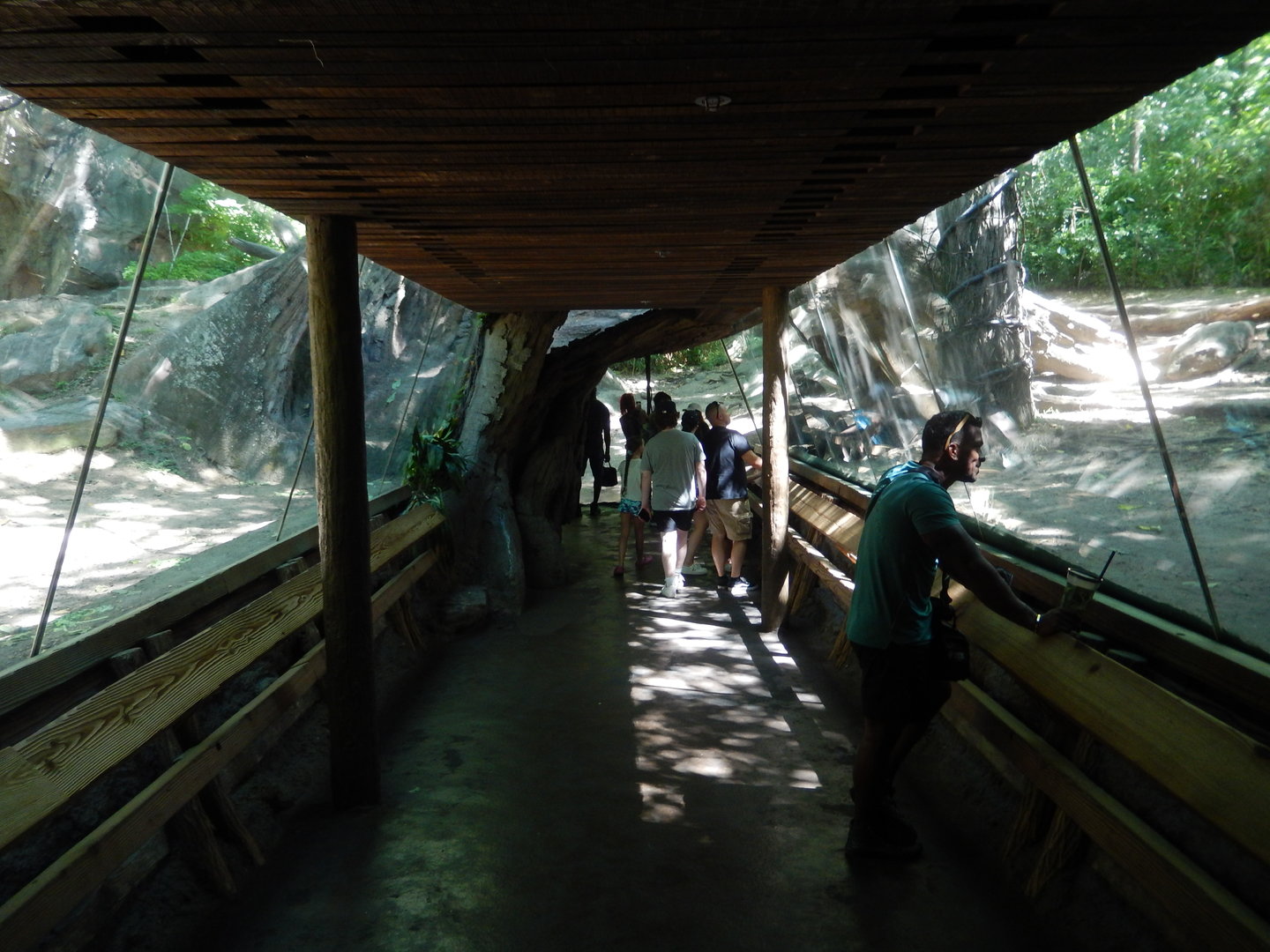 8/12/2022 - Gorilla Encounter Tunnel