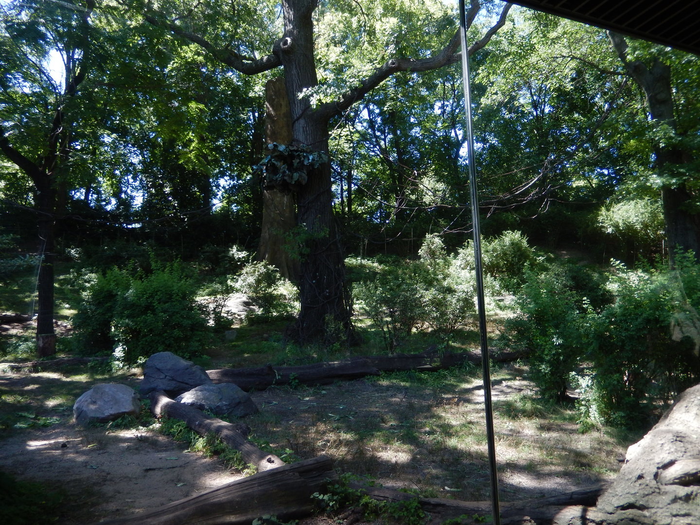 8/12/2022 - Gorilla Habitat #1