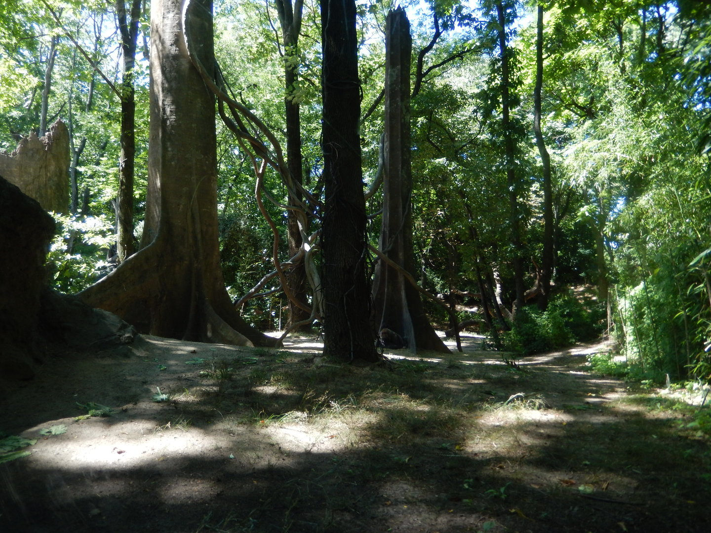 8/12/2022 - Gorilla Habitat #2