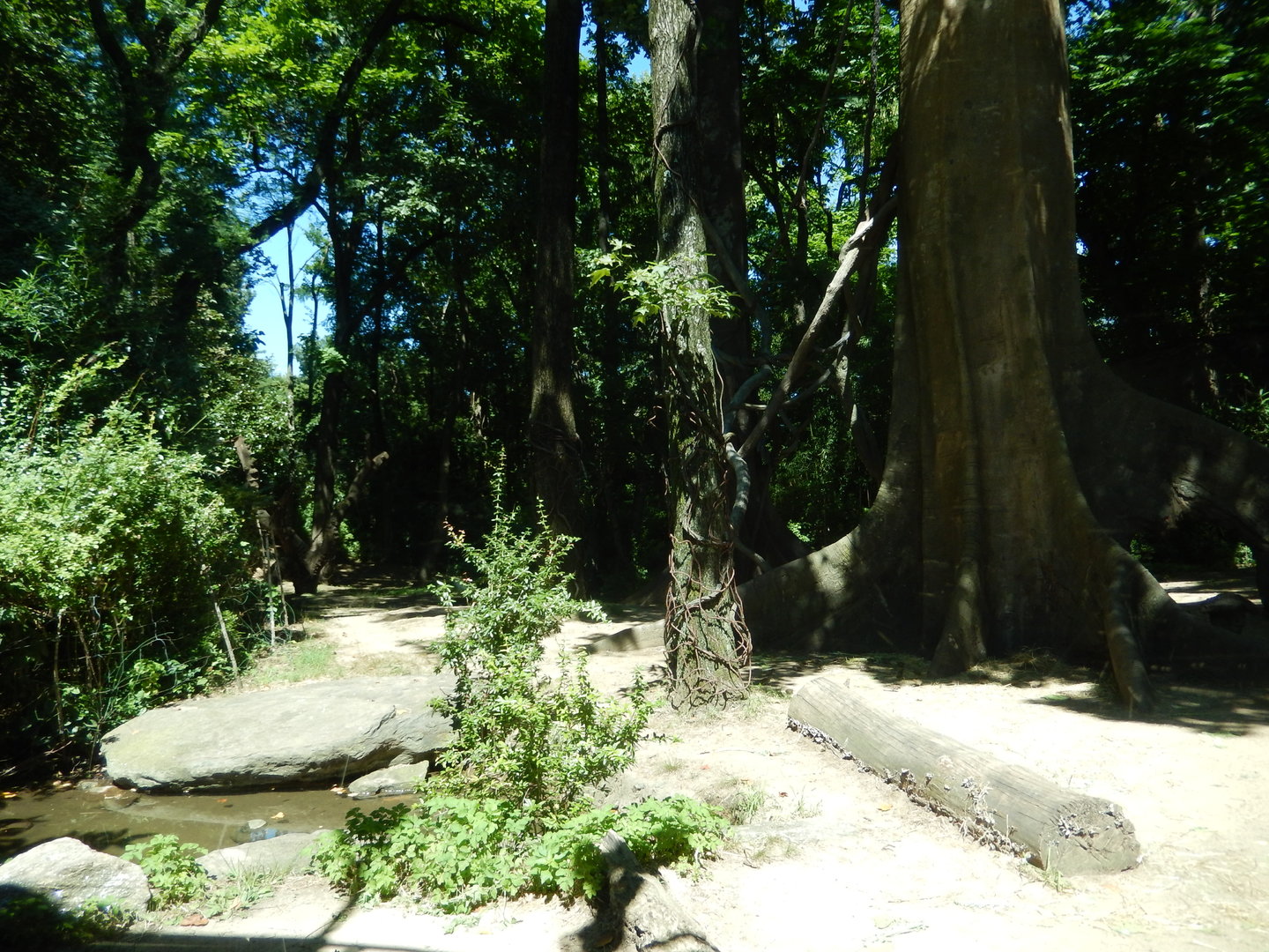 8/12/2022 - Gorilla Habitat