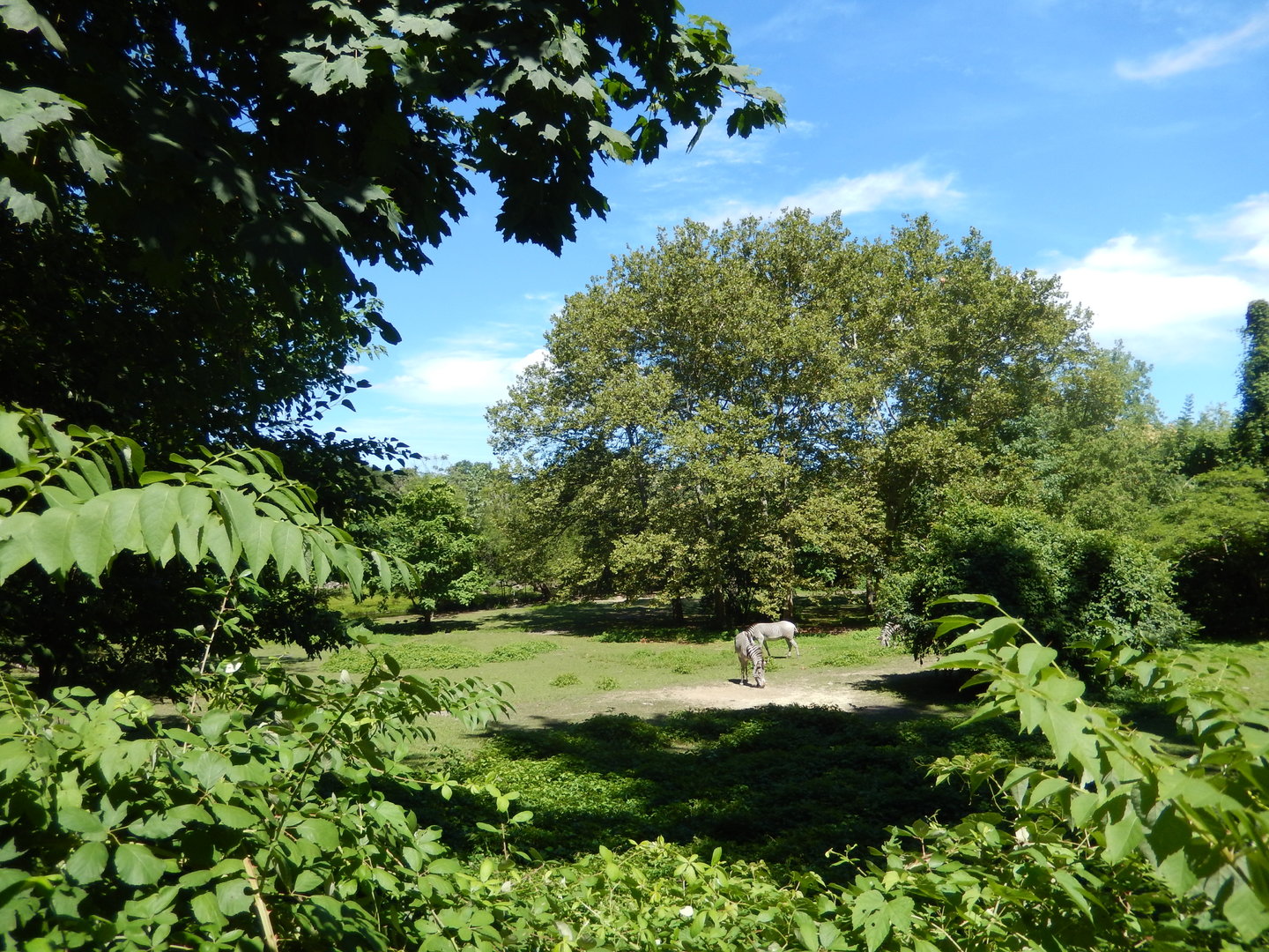8/12/2022 - Grevy's Zebra Habitat