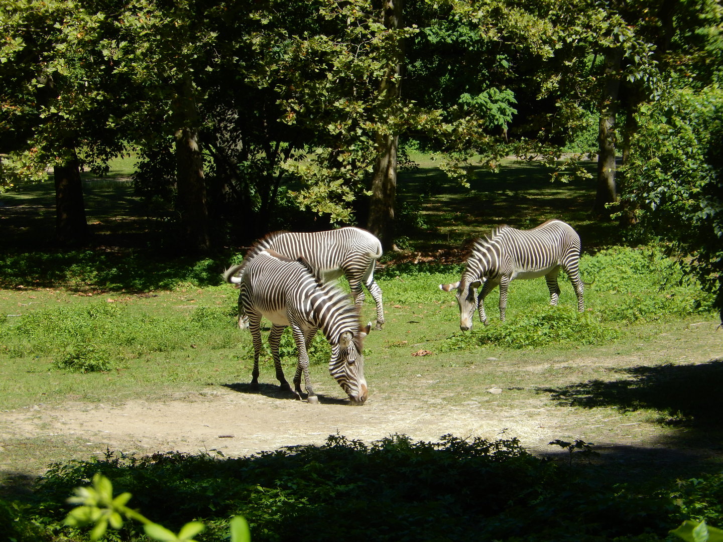 8/12/2022 - Grevy's Zebras