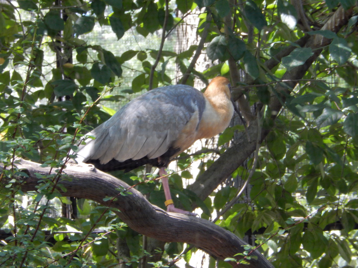 8/12/2022 - Honduran Boat-Billed Heron