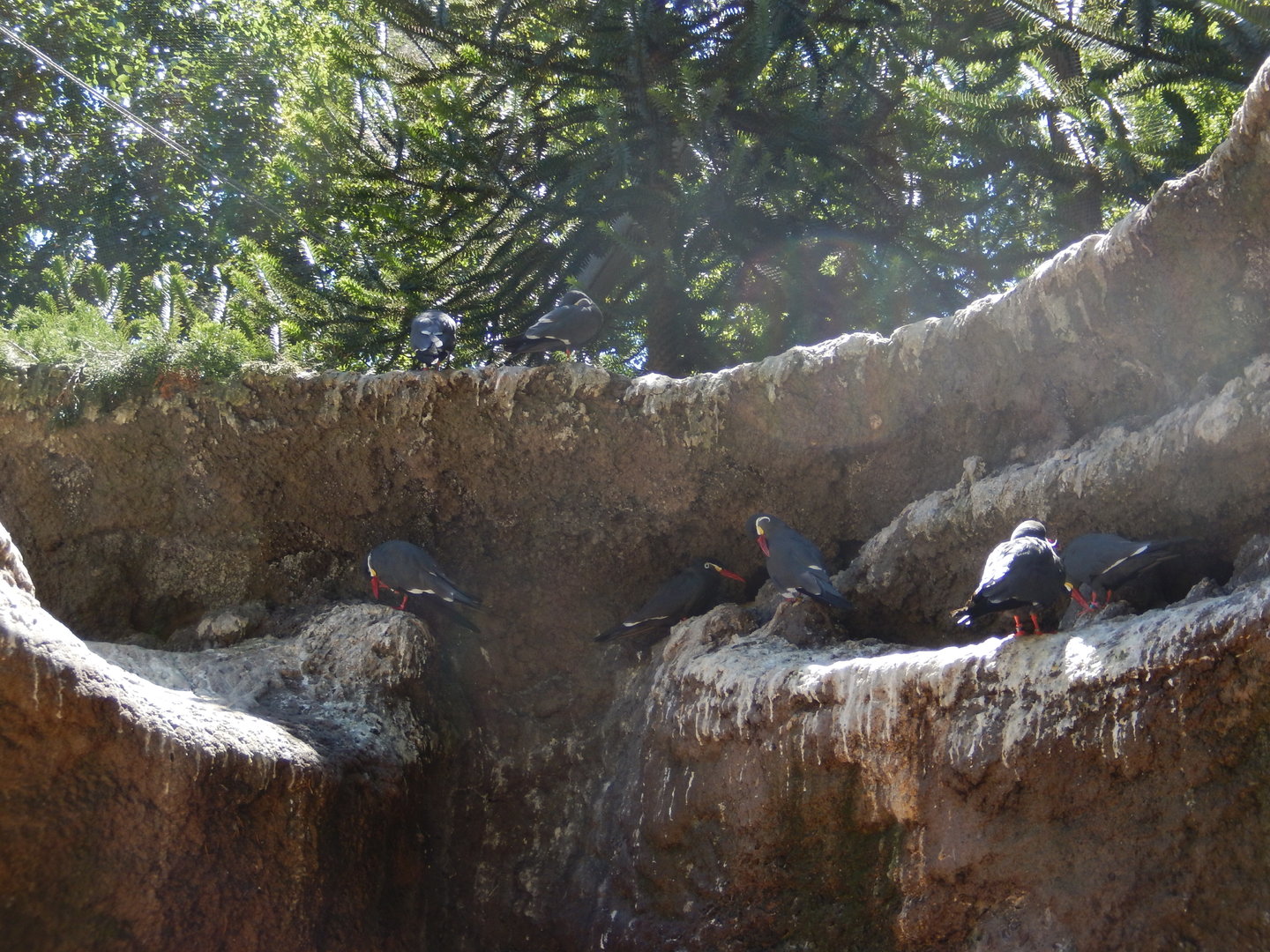8/12/2022 - Inca Terns