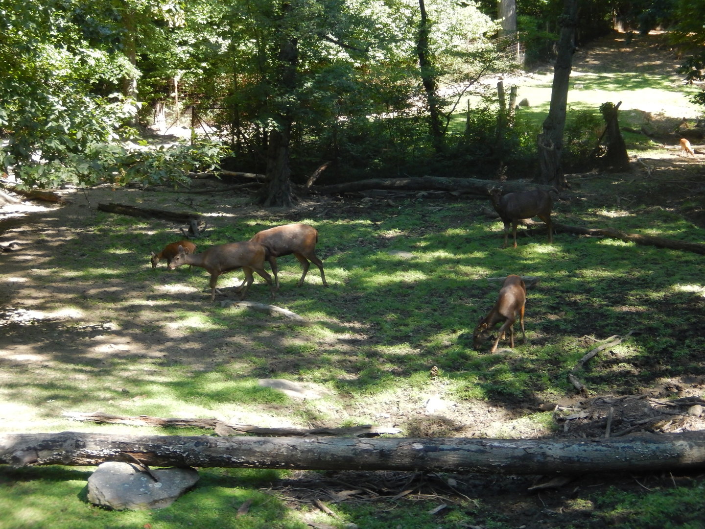 8/12/2022 - Indian Hog & Sri Lankan Sambar Deer