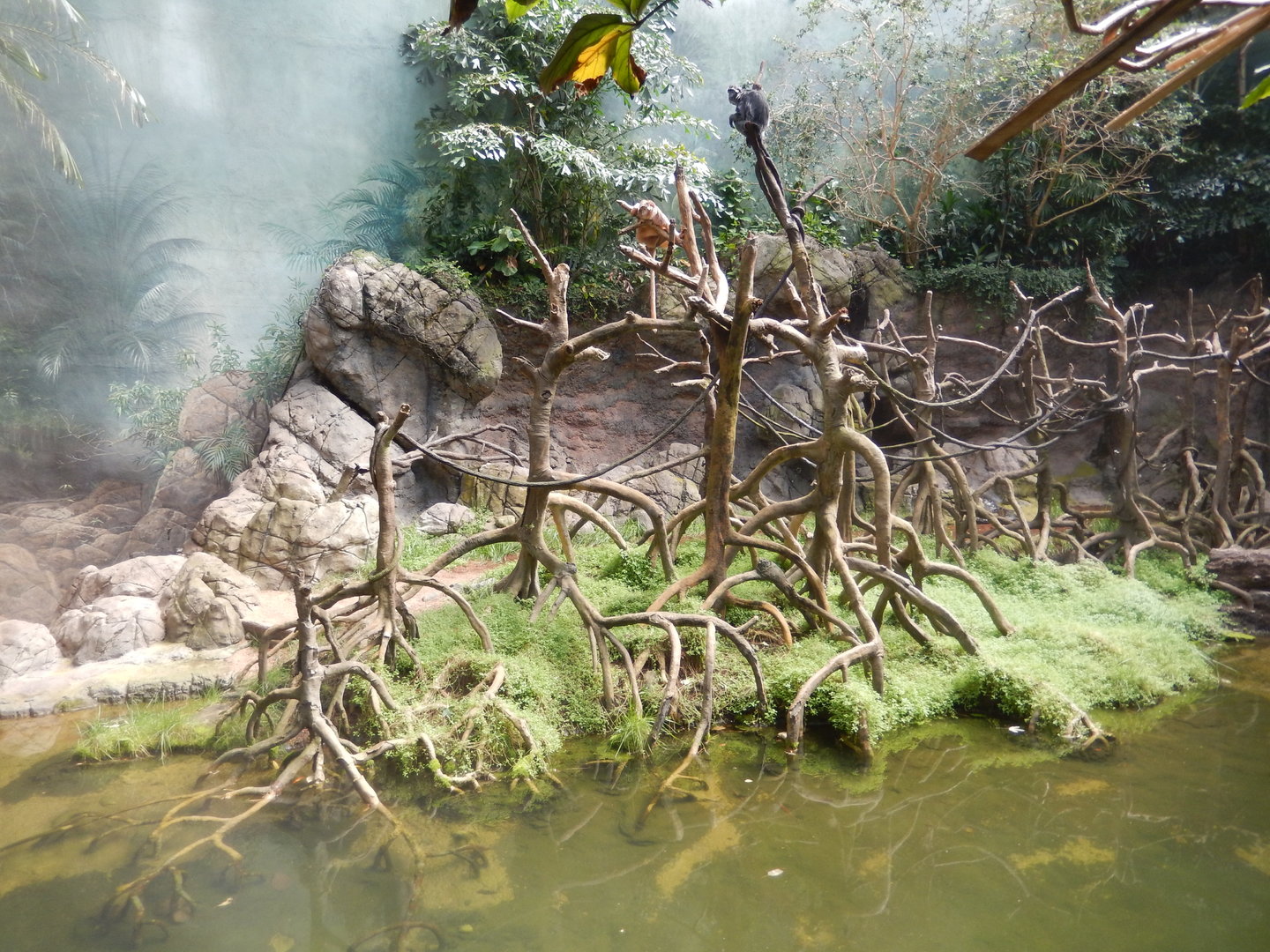 8/12/2022 - Javan Langur Habitat