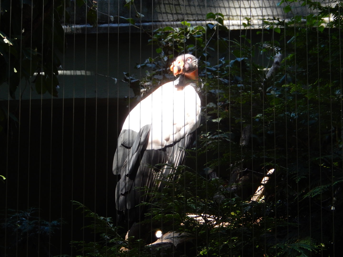 8/12/2022 - King Vulture