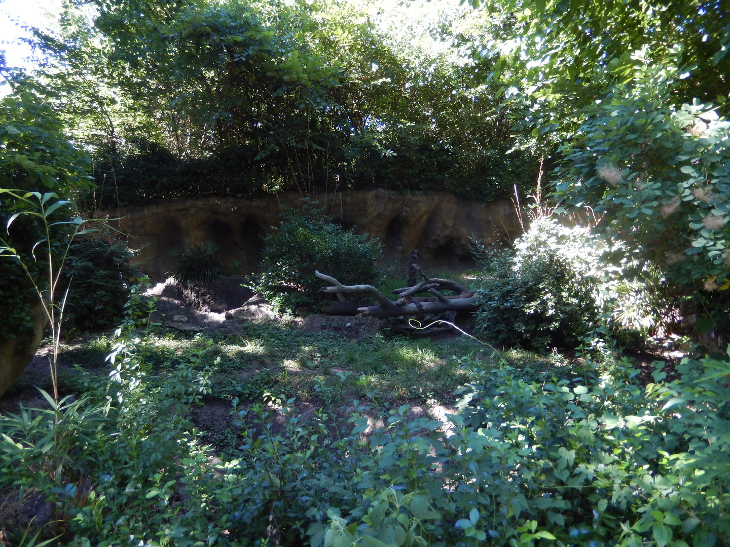 8/12/2022 - Komodo Dragon Habitat #1