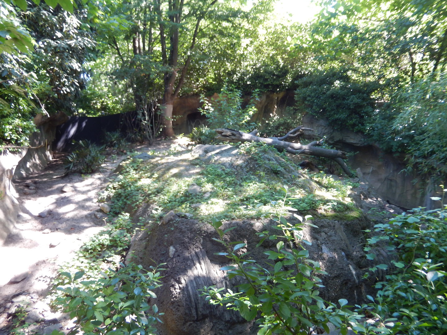 8/12/2022 - Komodo Dragon Habitat #2