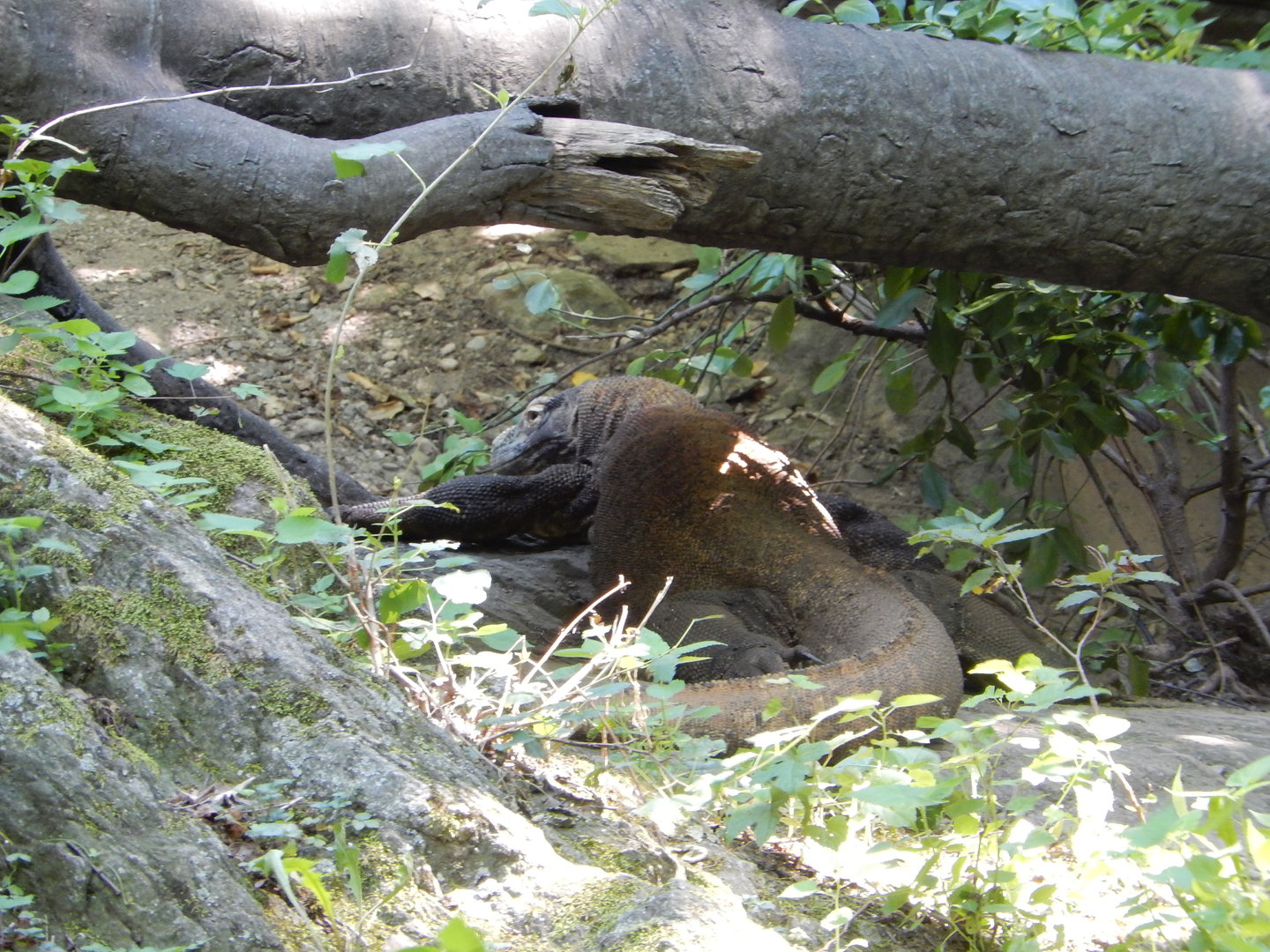 8/12/2022 - Komodo Dragon