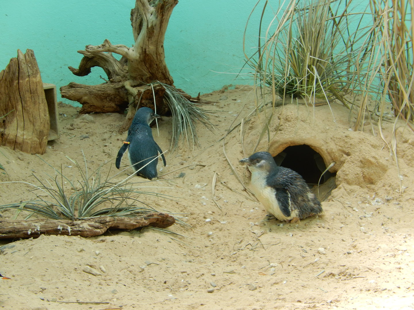 8/12/2022 - Little Blue Penguins