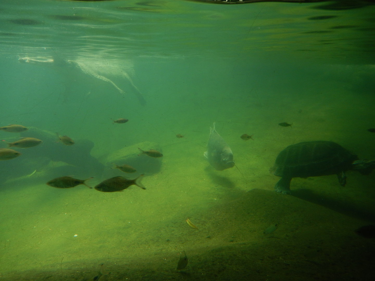 8/12/2022 - Lower Montane Rain Forest - Underwater View