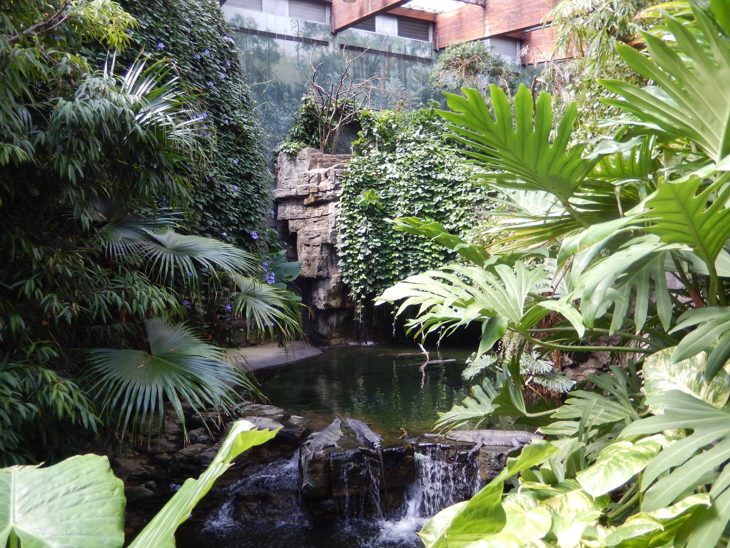 8/12/2022 - Lower Montane Rain Forest