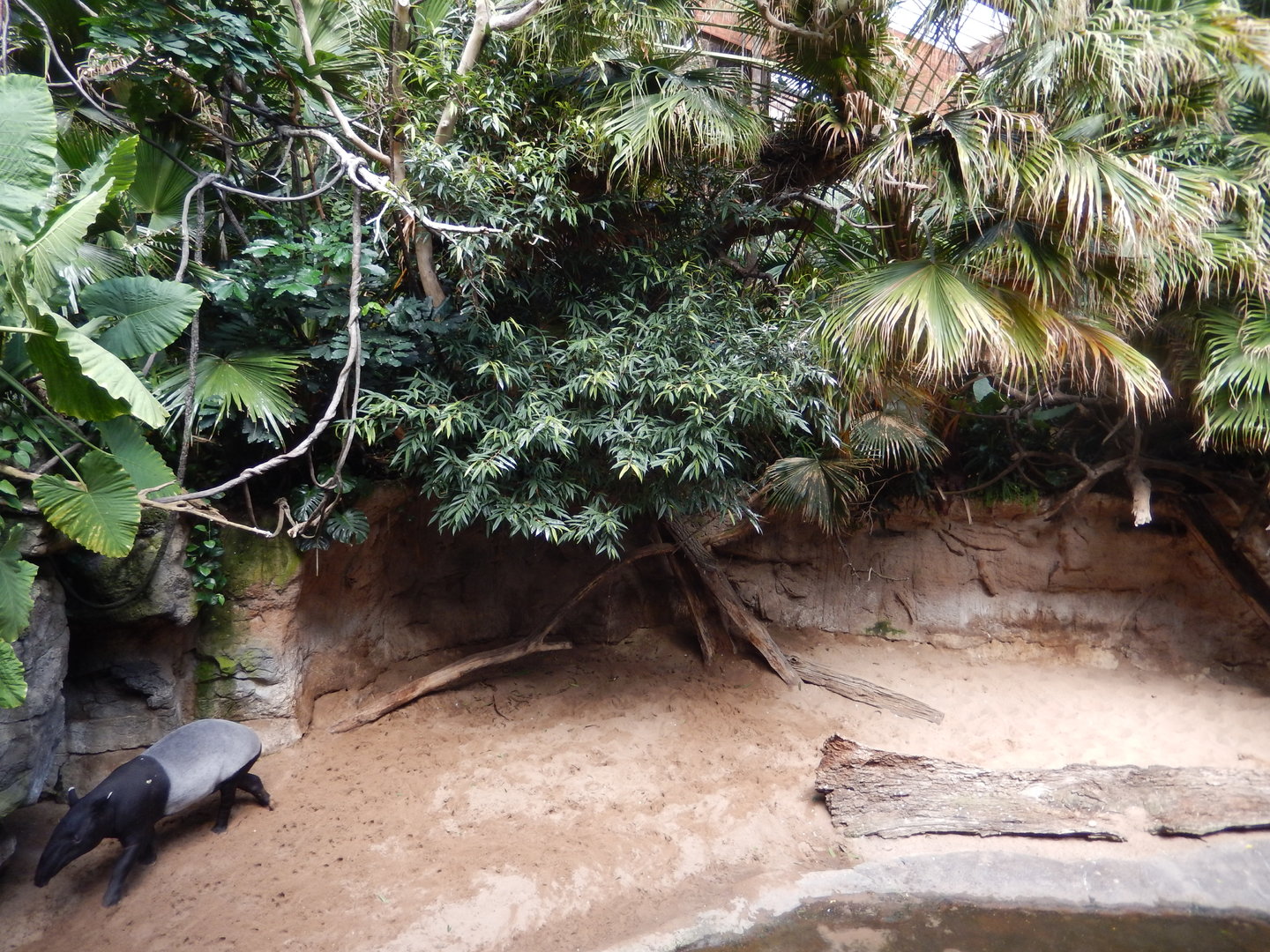 8/12/2022 - Malayan Tapir Exhibit