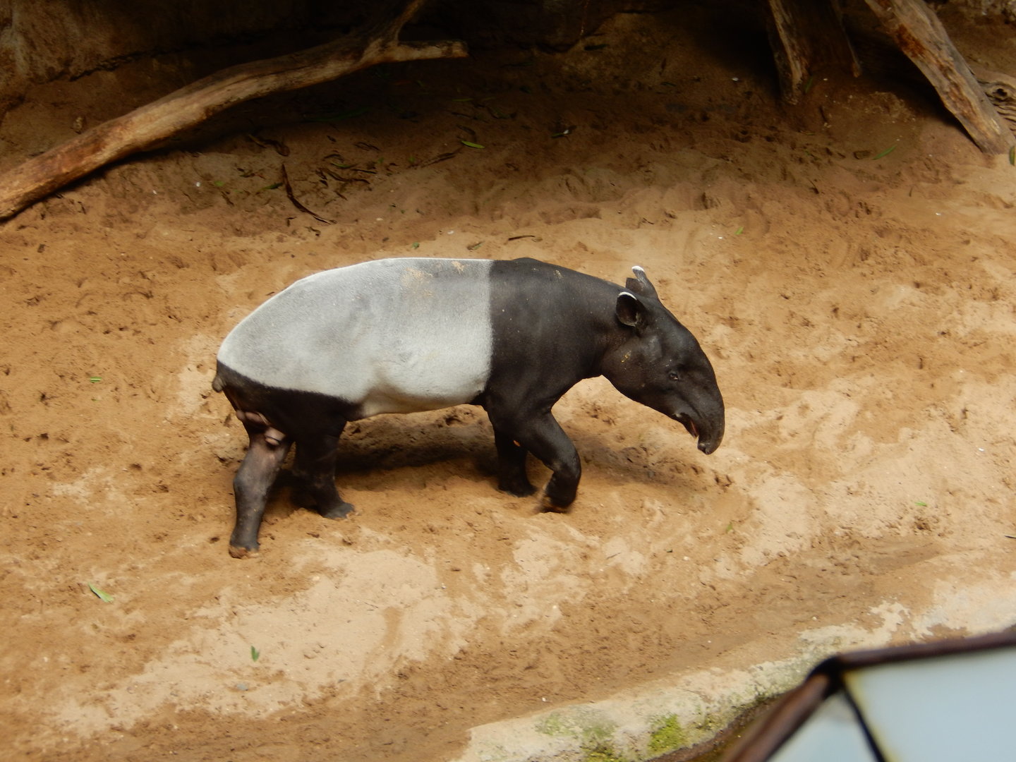 8/12/2022 - Malayan Tapir