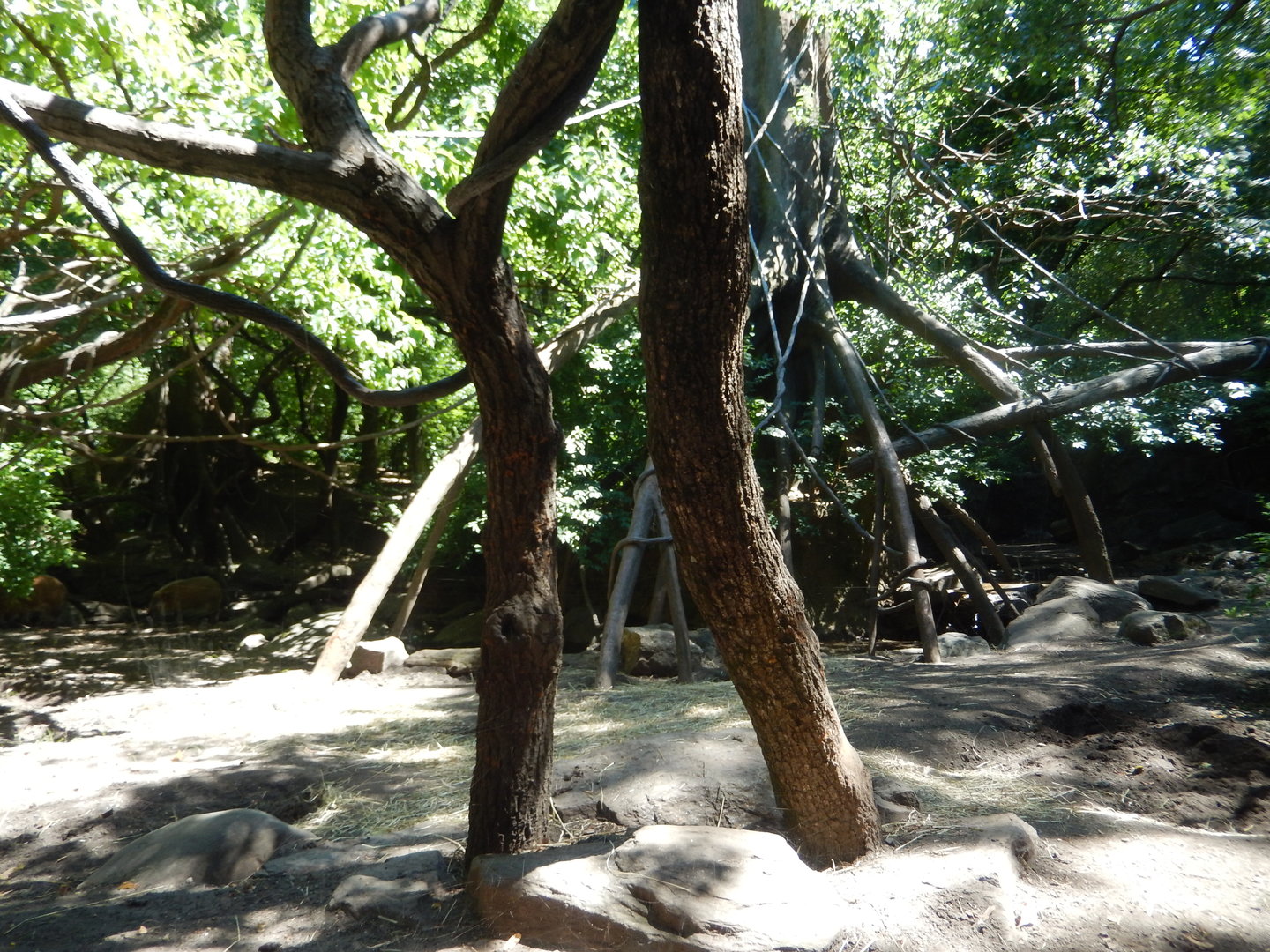 8/12/2022 - Mandrill & Red River Hog Habitat