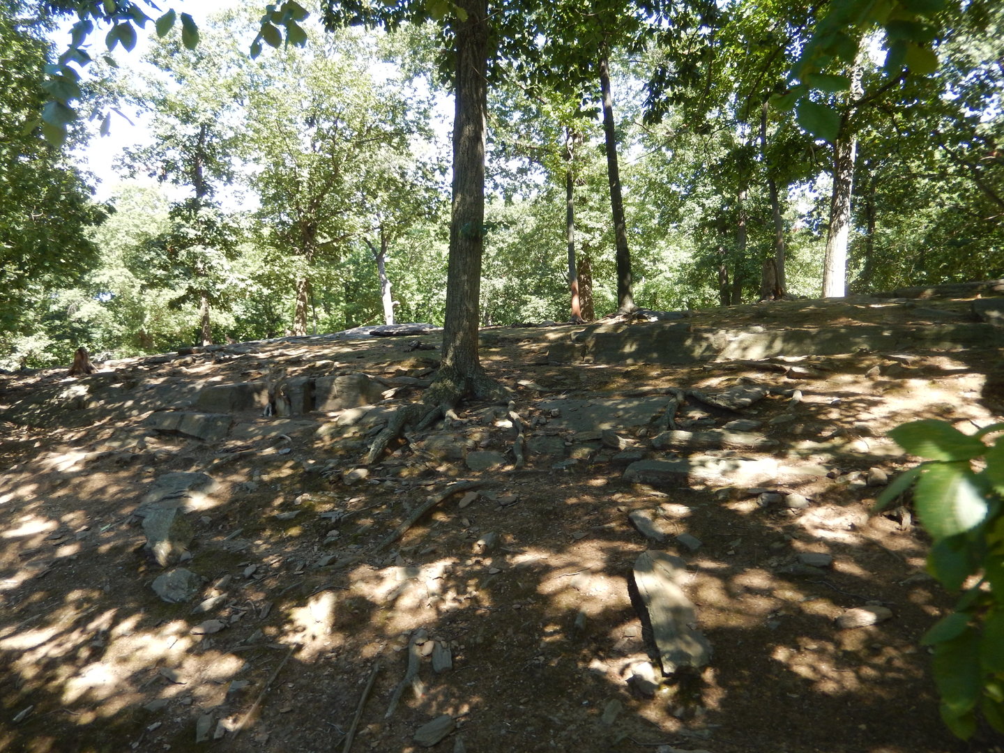 8/12/2022 - Markhor & Himalayan Tahr Habitat