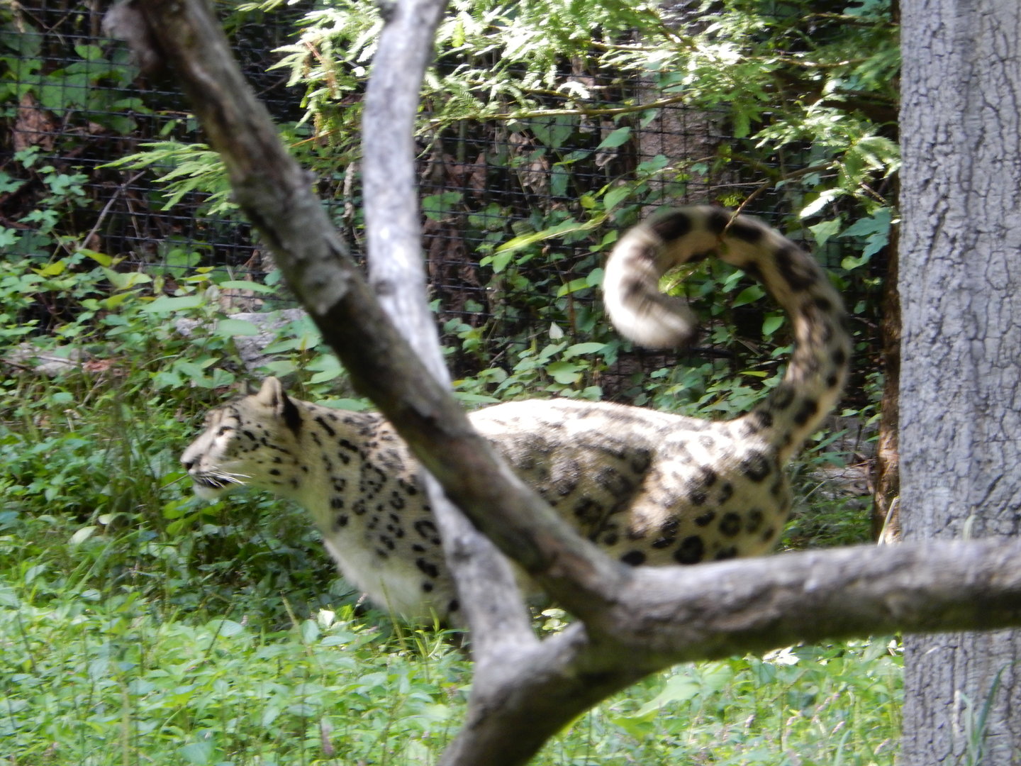 8/12/2022 - Marking the Scent