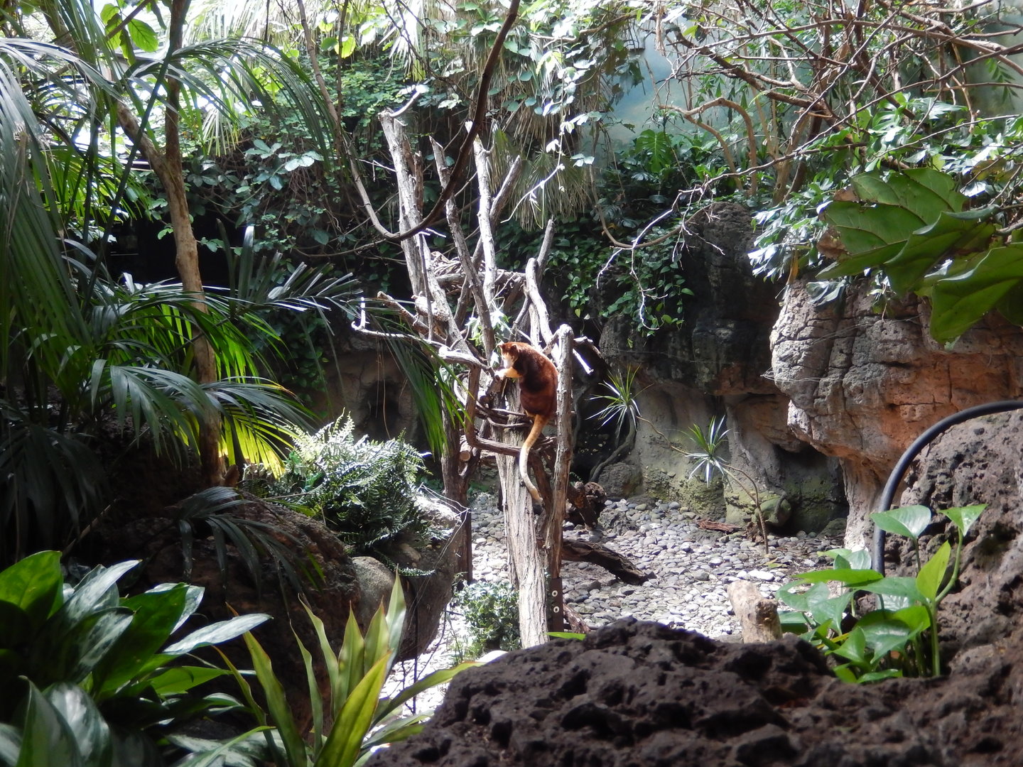 8/12/2022 - Matschie's Tree Kangaroo Habitat