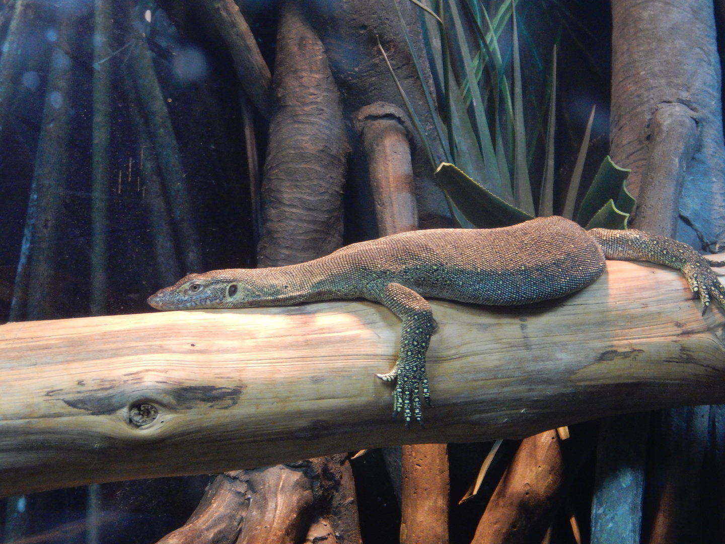 8/12/2022 - Mertens' Water Monitor