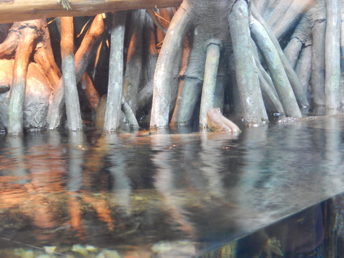 8/12/2022 - Monitoring Swimming Techniques