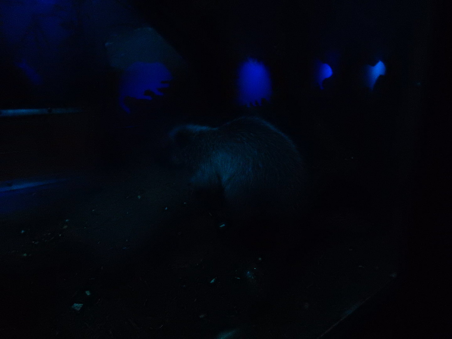 8/12/2022 - Northern Luzon Giant Cloud Rat