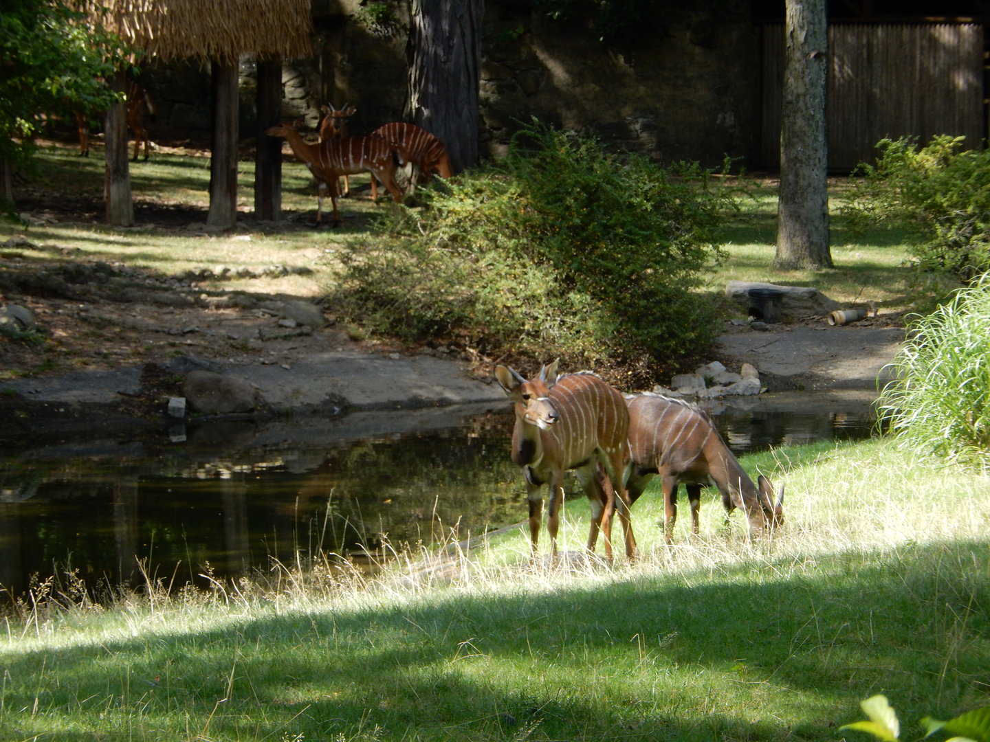 8/12/2022 - Nyala Habitat