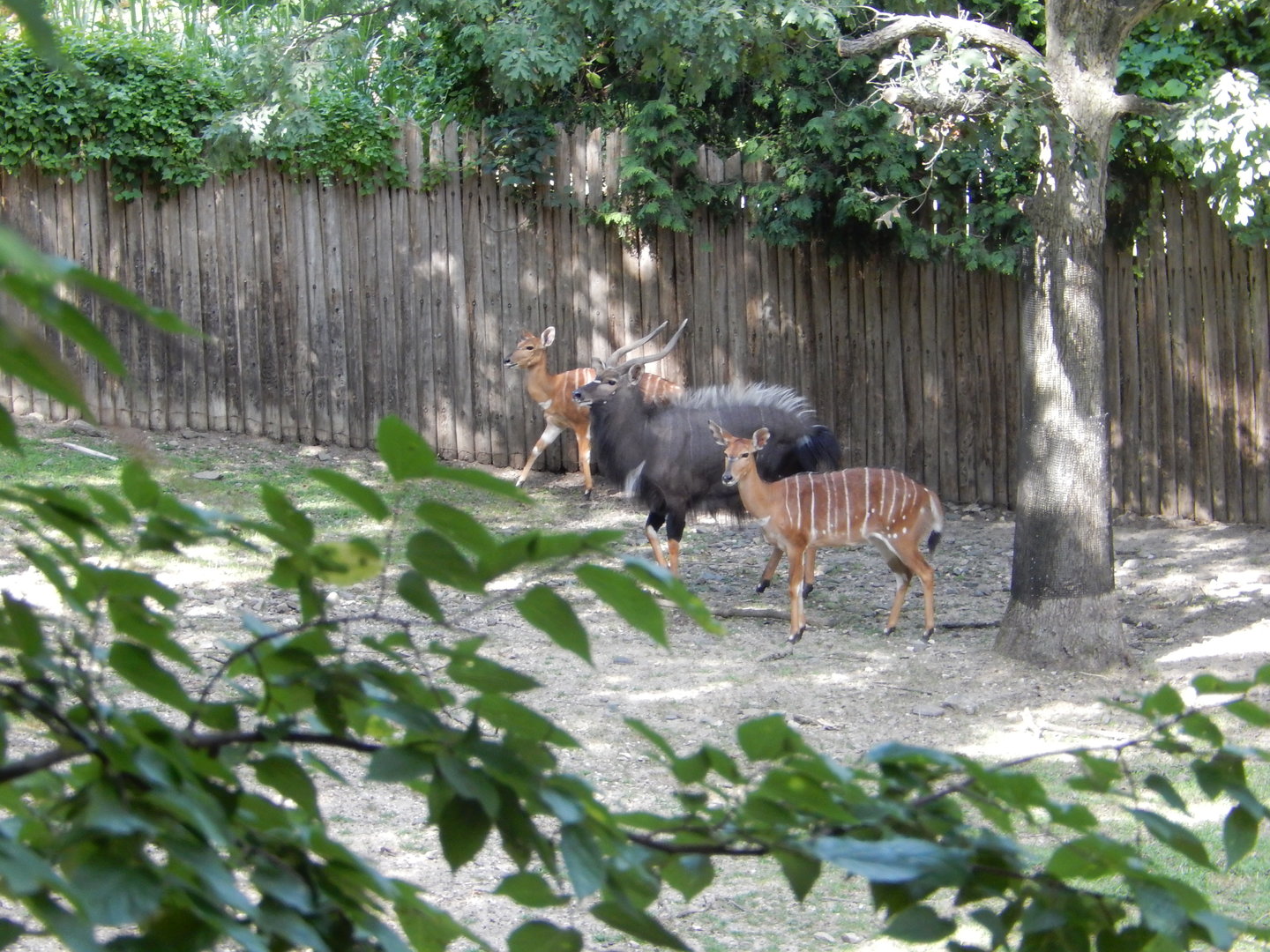 8/12/2022 - Nyala