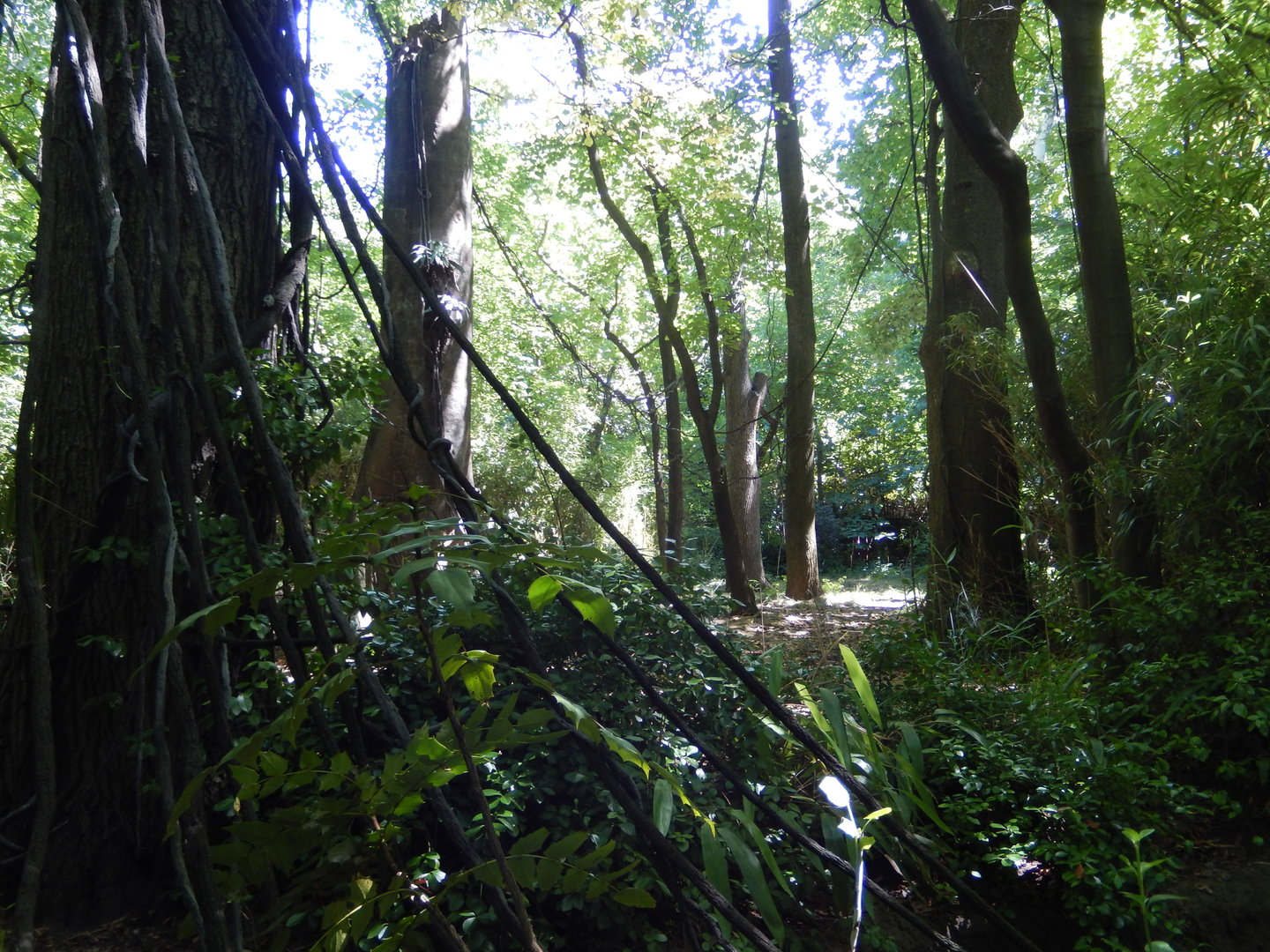 8/12/2022 - Okapi Habitat