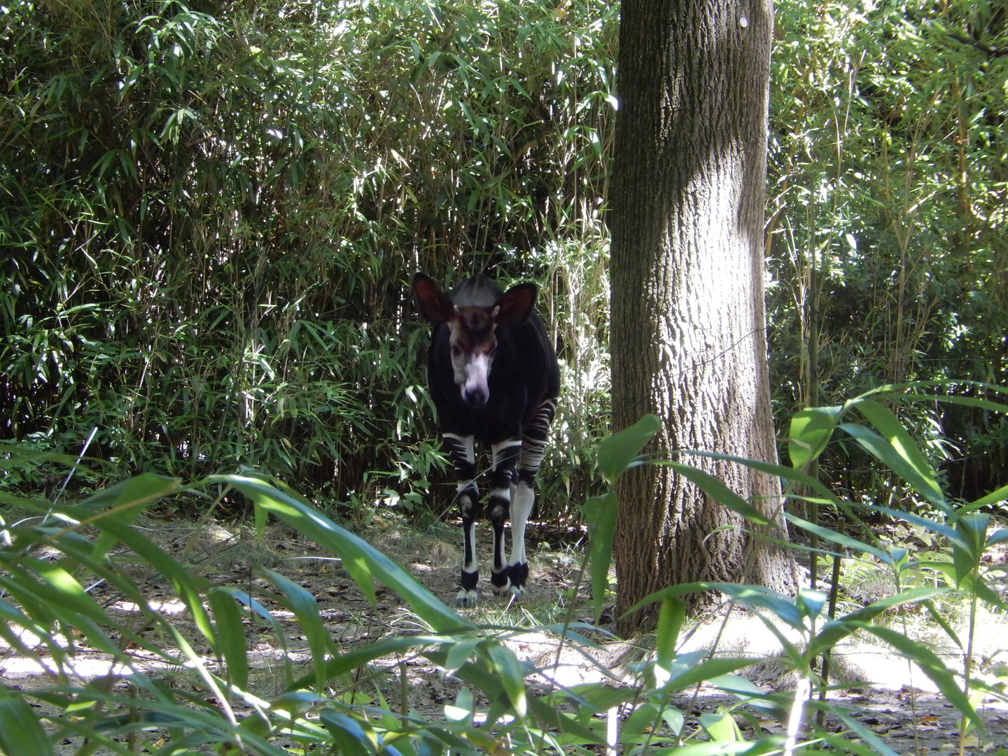 8/12/2022 - Okapi