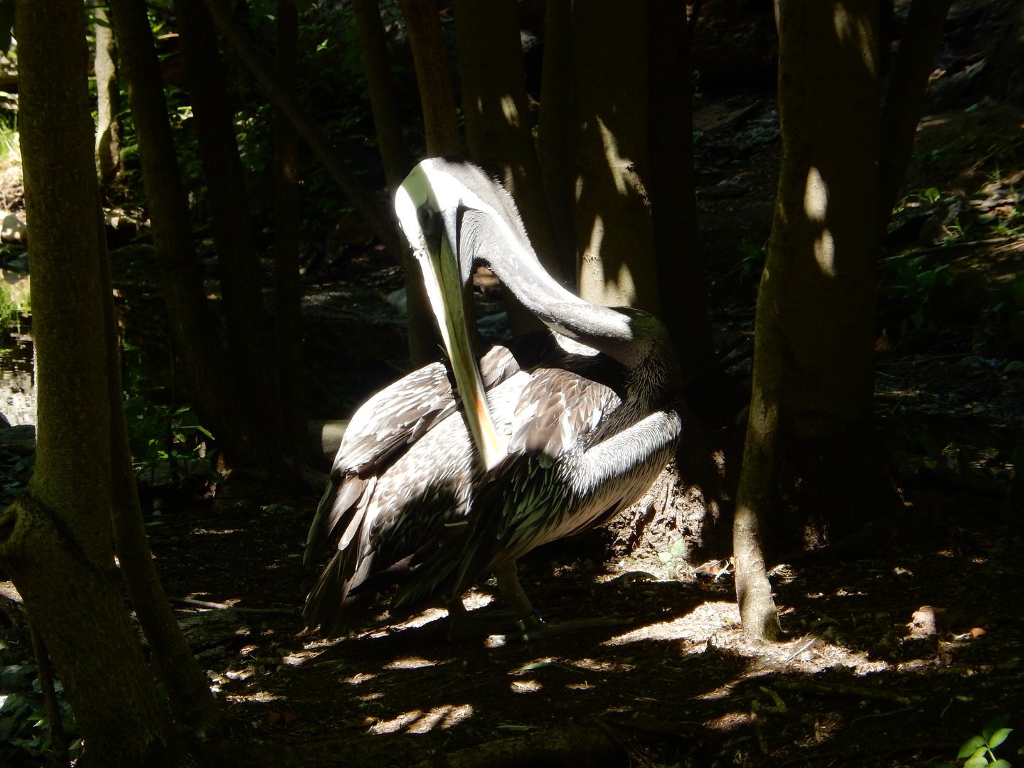 8/12/2022 - Pelican