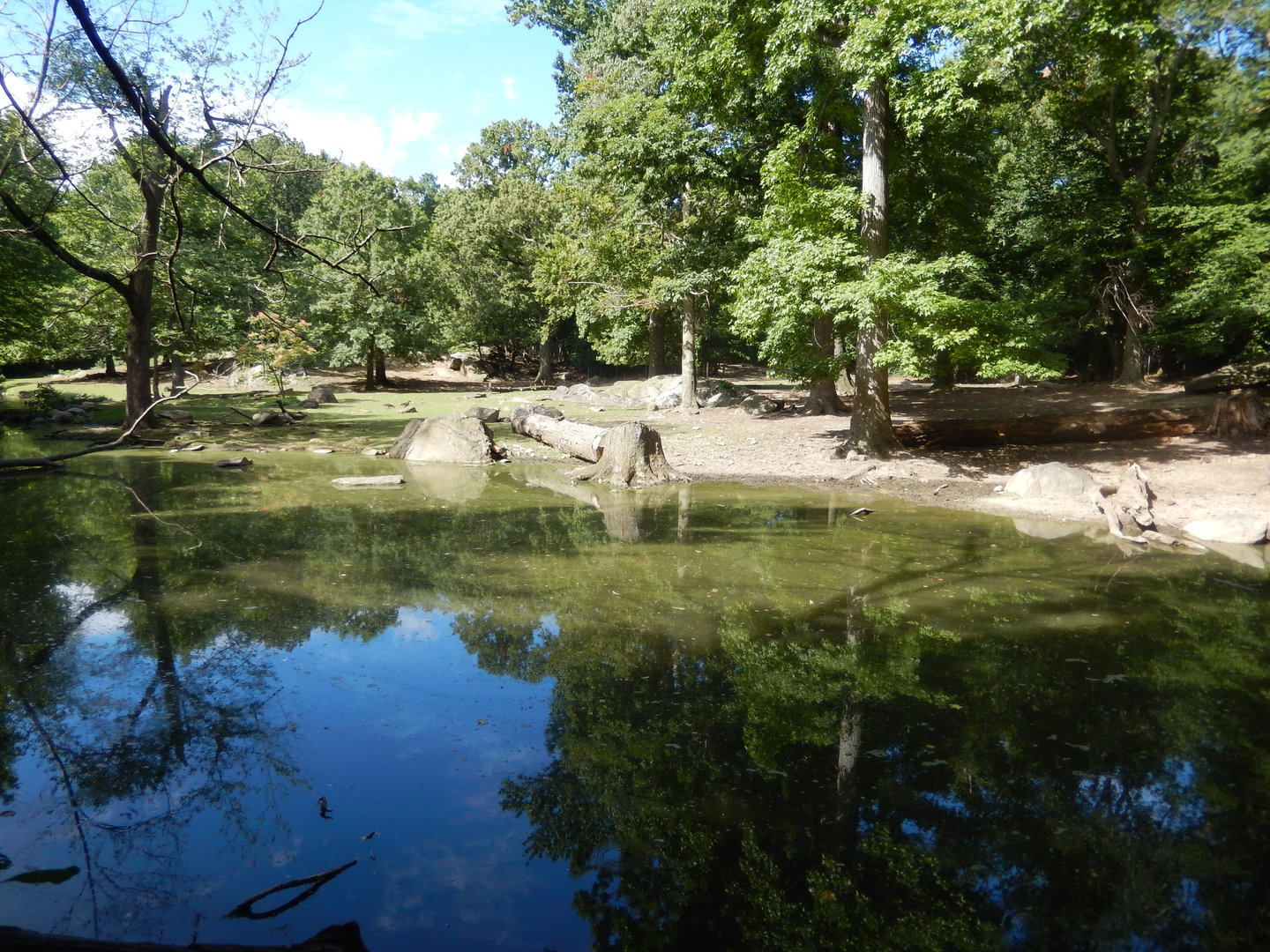 8/12/2022 - Pere David's Deer Habitat