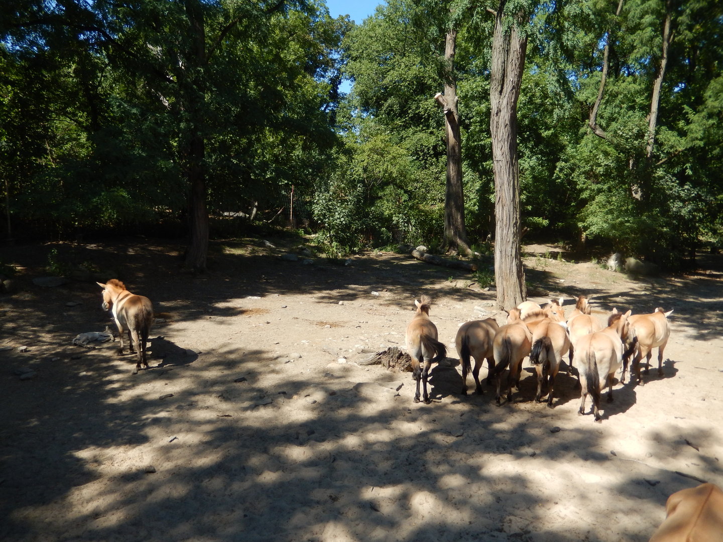8/12/2022 - Przewalski's Wild Horses
