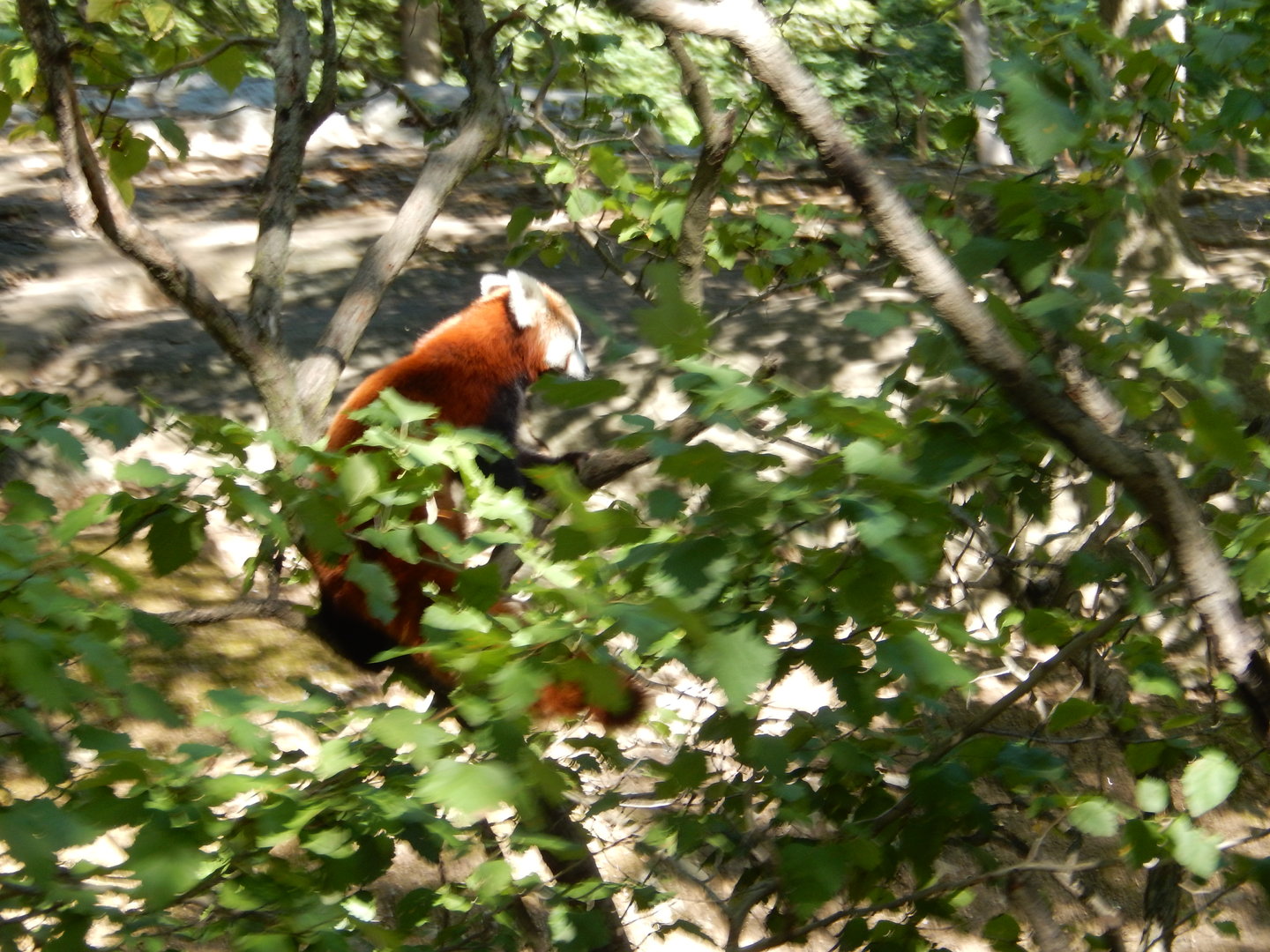 8/12/2022 - Red Panda